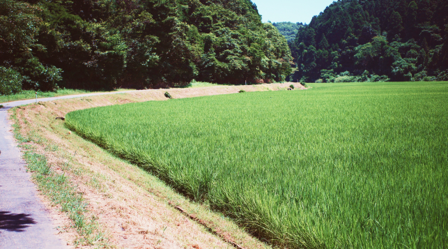 寺泊山田地区コシヒカリ