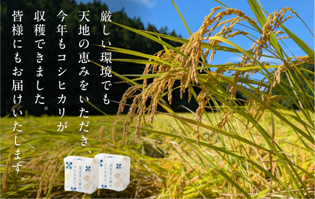 寺泊山田地区コシヒカリ